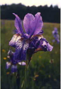 Iris-sibirica.jpg (10437 Byte)