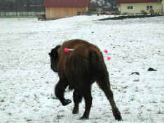 bison3.jpg (30069 Byte)